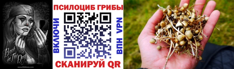 Псилоцибиновые грибы Psilocybe  Хилок 